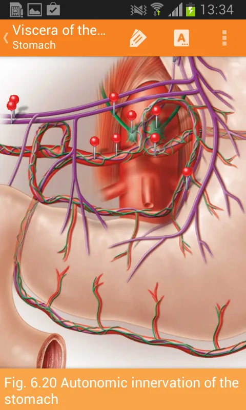 Sobotta Anatomy Ekran Görüntüleri