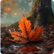 Autumn Wallpapers HD Offline