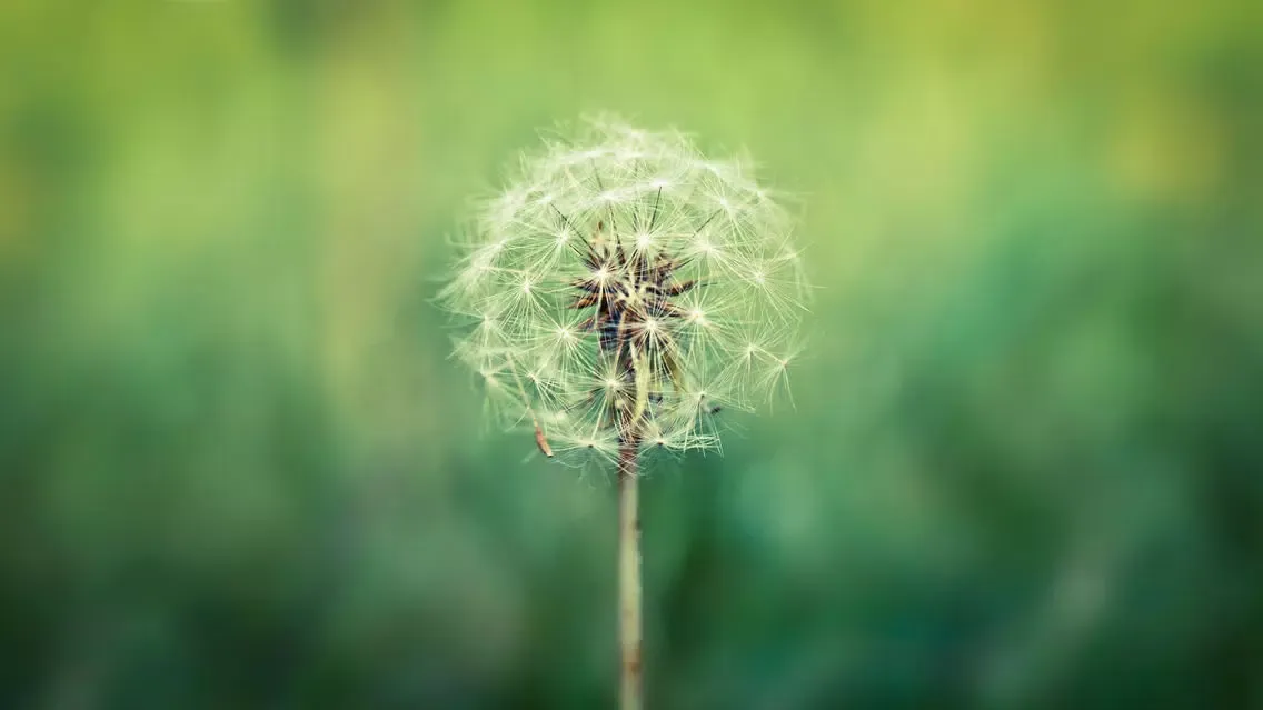 COMPASS - Ultra HD Wallpapers應用截圖