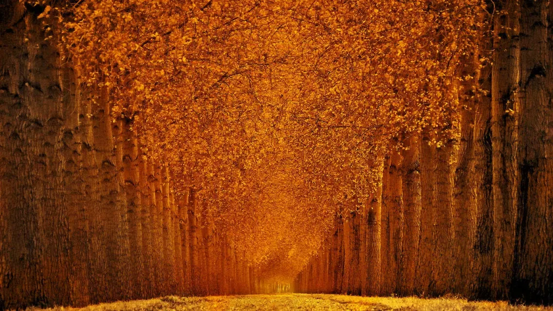 COMPASS - Ultra HD Wallpapers應用截圖