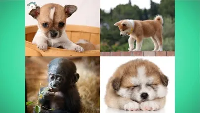 What shouldn’t be here? Babies स्क्रीनशॉट