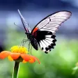 HD Wallpapers for Butterfly
