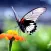 HD Wallpapers for Butterfly