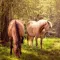 Horse Wallpapers & Background