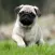 Popular Dog Breed HD Wallpaper