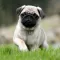 Popular Dog Breed HD Wallpaper