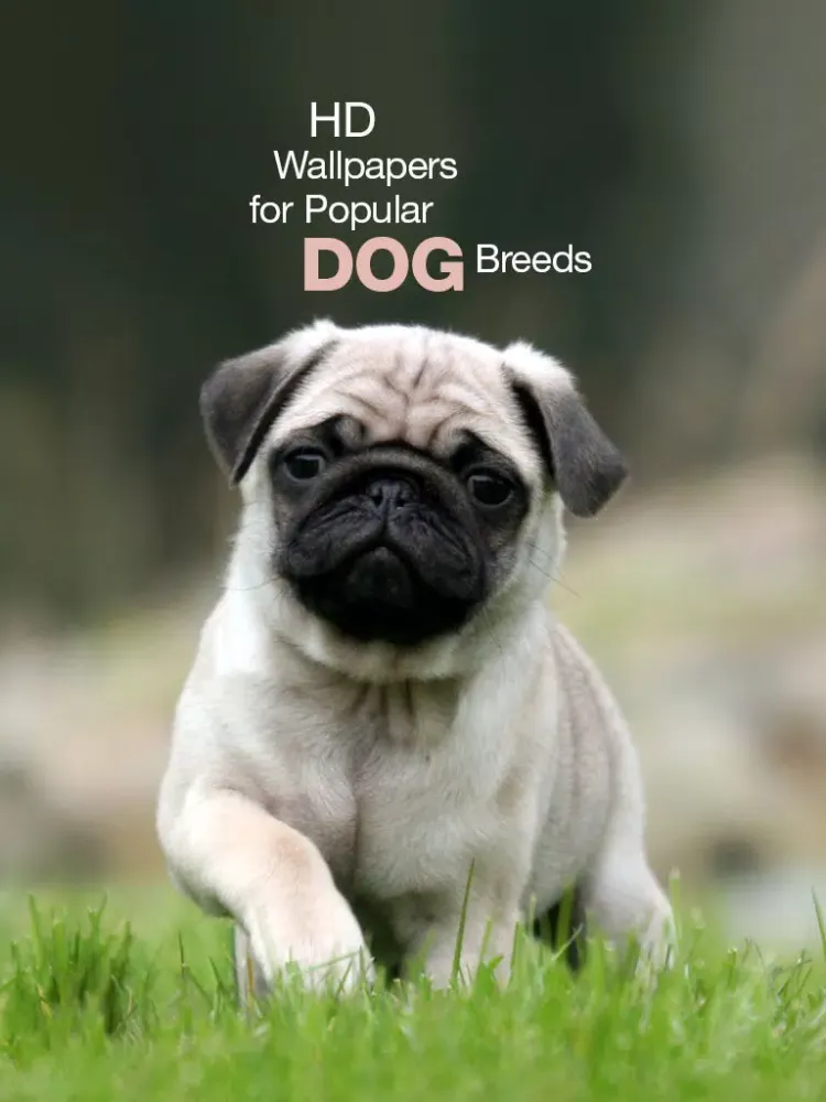 Popular Dog Breed HD Wallpaper iPad  Screenshots