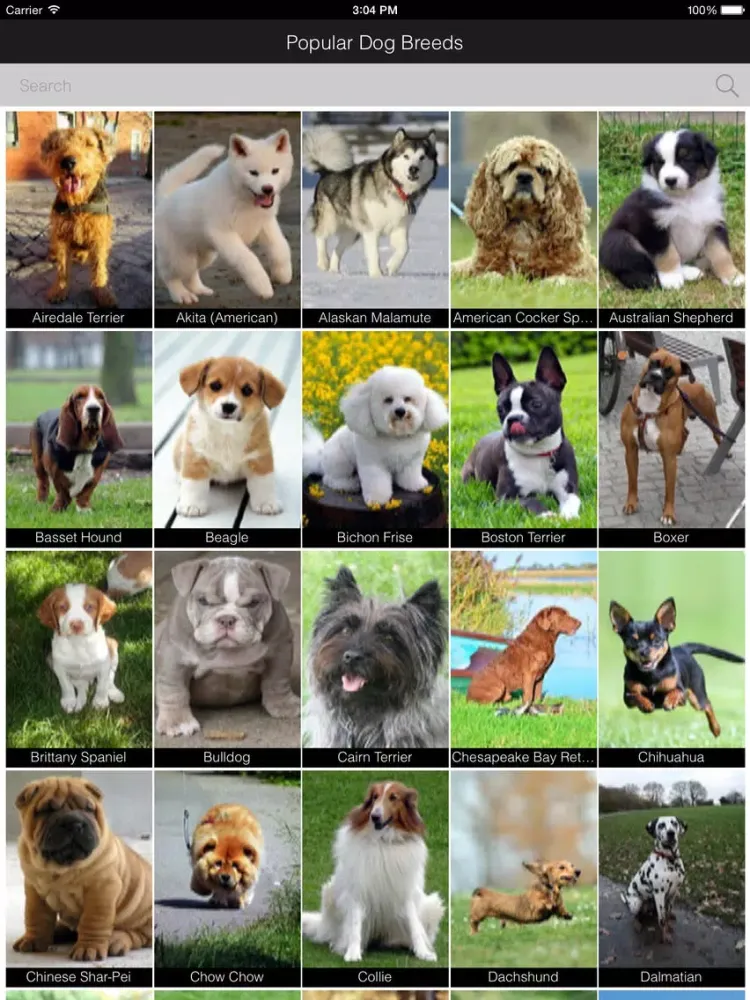 Popular Dog Breed HD Wallpaper iPad  Screenshots