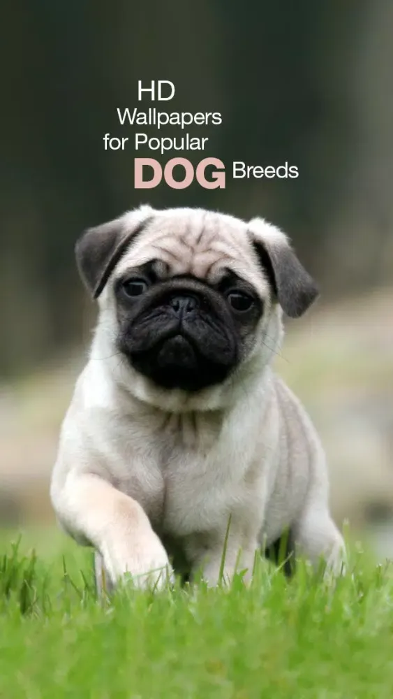 Popular Dog Breed HD Wallpaper Screenshots