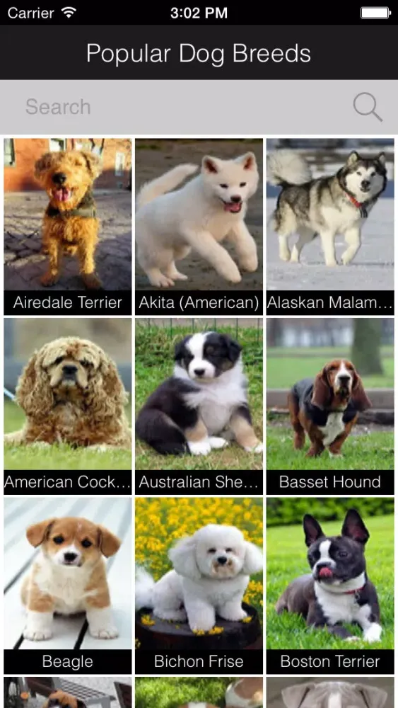 Popular Dog Breed HD Wallpaper Screenshots
