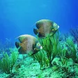 Under Water Sea HD Wallpaper