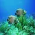 Under Water Sea HD Wallpaper
