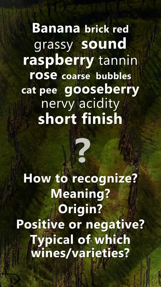 Wine Tasting应用截图