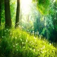 Nature Sounds: Relaxing Audio