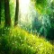 Nature Sounds: Relaxing Audio