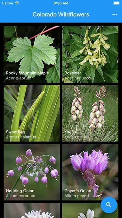 Captures d'écran de Colorado Wildflowers Guide
