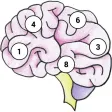 Brain MemEx
