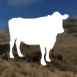 Farmer's Grazing Calculator