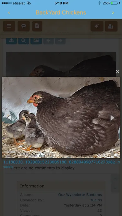 Backyard Chickens (BYC) Screenshots