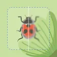 Insect Identifier Bug ID Insect Identifier Bug ID