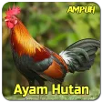 Suara Pancingan Ayam Hutan