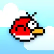 Bolo Bird Bolo Bird