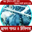 ছাগল পালন ও চিকিৎসা