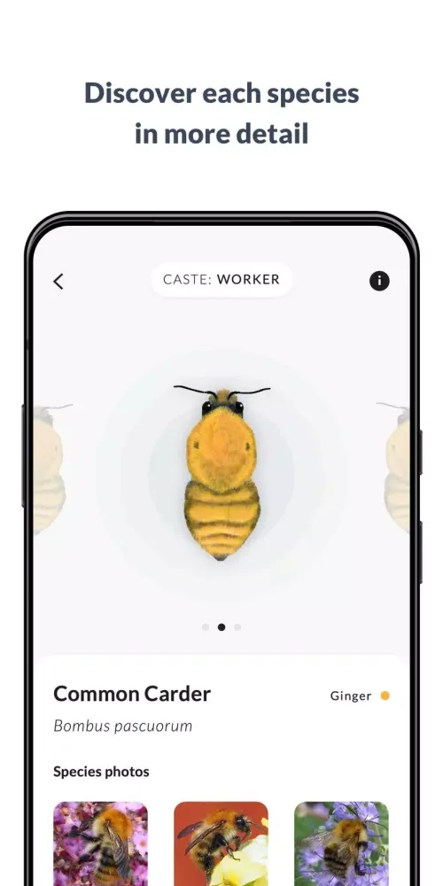 What’s that bumblebee Screenshots