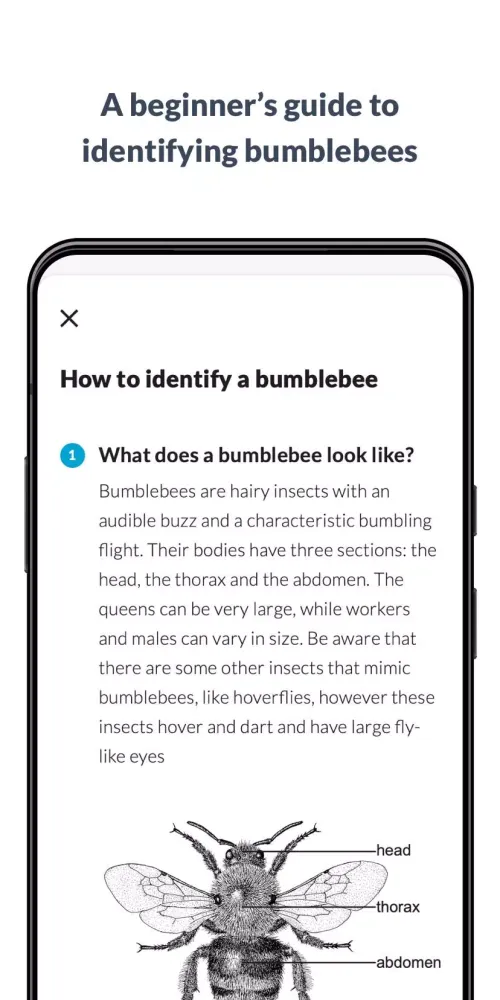 What’s that bumblebee Screenshots