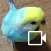 Budgerigar Camera