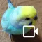 Budgerigar Camera