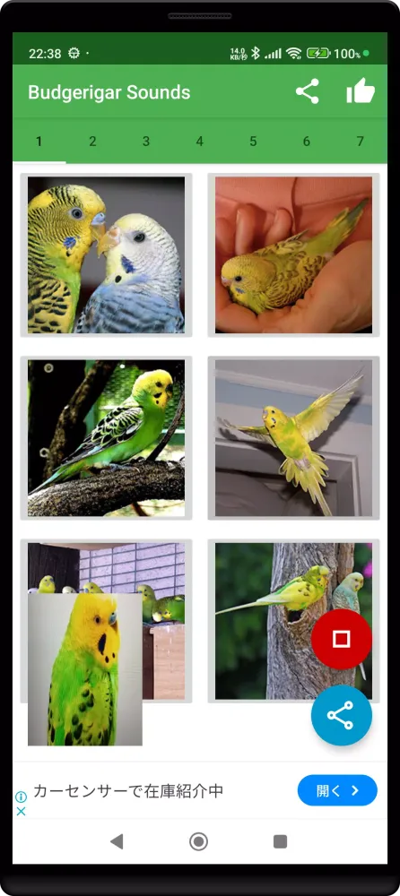 Budgerigar Camera Ekran Görüntüleri