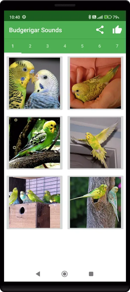 Budgerigar Camera Ekran Görüntüleri