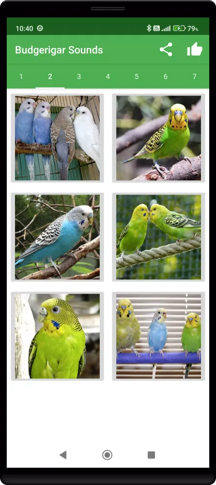 Budgerigar Camera Ekran Görüntüleri