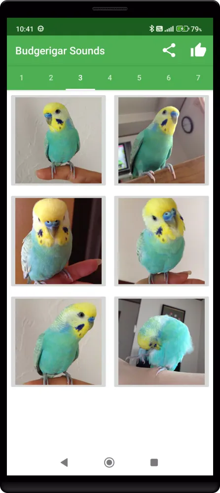 Budgerigar Camera Ekran Görüntüleri