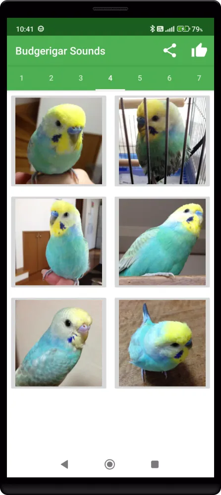Budgerigar Camera Ekran Görüntüleri