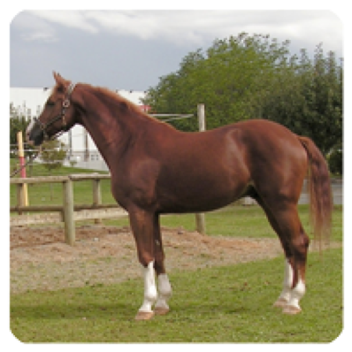 Horse Sounds Horse Sounds