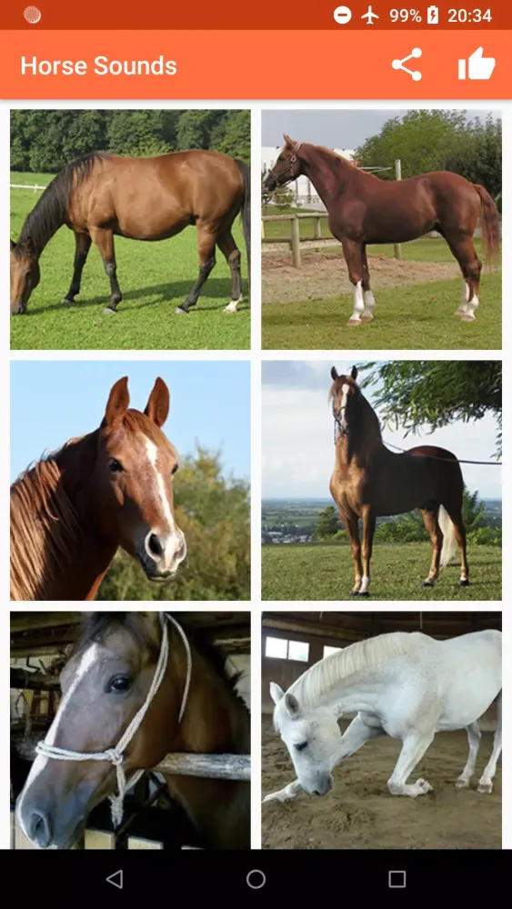 Horse Sounds Screenshots