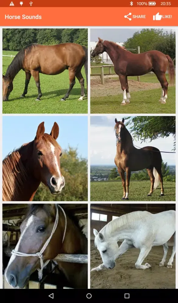 Horse Sounds Screenshots