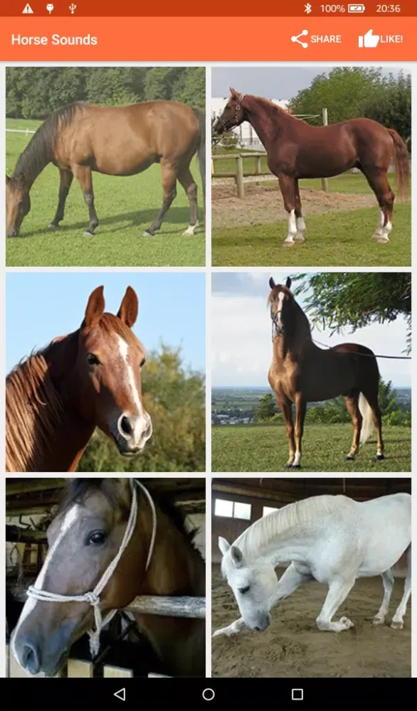 Horse Sounds Screenshots