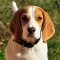 Beagle Sounds & Dog Sounds!