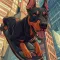 Hover Dog 3D