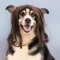 PetsPic
