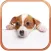 Dog Breeds Trivia Quizzes