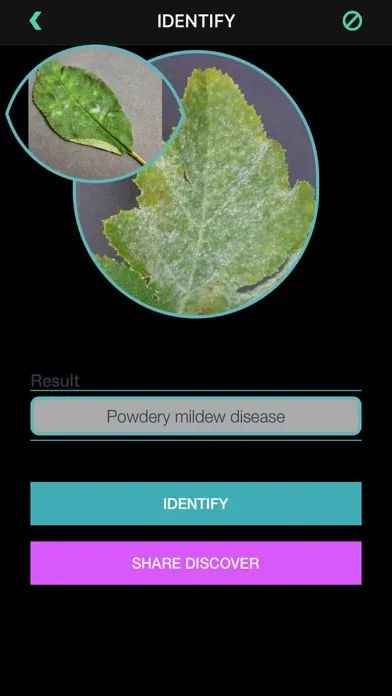Plants Diseases Identifier 스크린샷