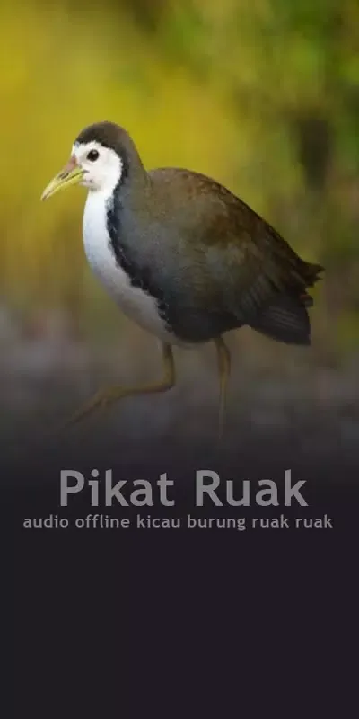 Скриншоты Pikatan Ruak Ruak