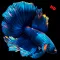 Betta Fish Wallpapers HD