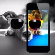 Dog Wallpapers & Backgrounds HD Free Dog Wallpapers & Backgrounds HD Free