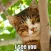 Funny Cats Animated Stickers