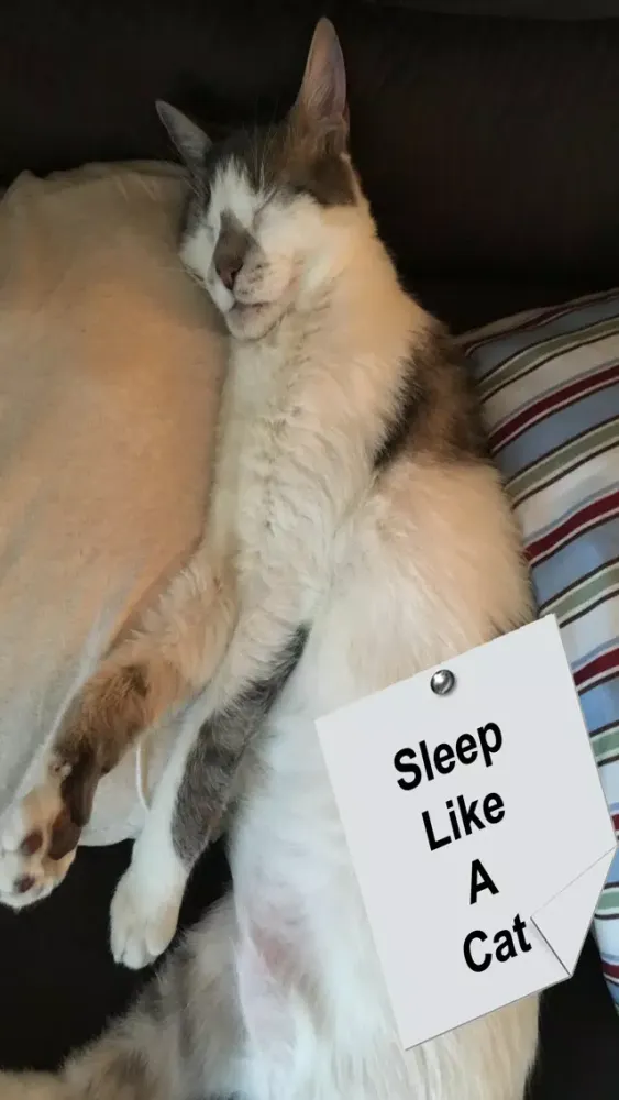 Скриншоты Purrrfect Sleep